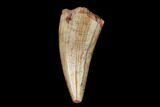 Fossil Phytosaur Tooth - New Mexico #133331-1